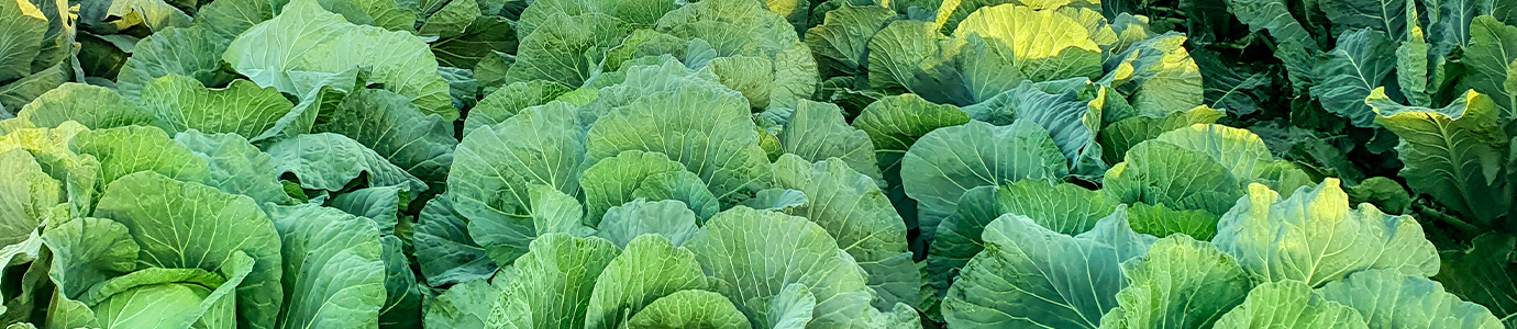 当社について | 産地直送で美味しい野菜を全国へ