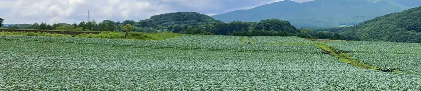 会社概要 | 産地直送で美味しい野菜を全国へ