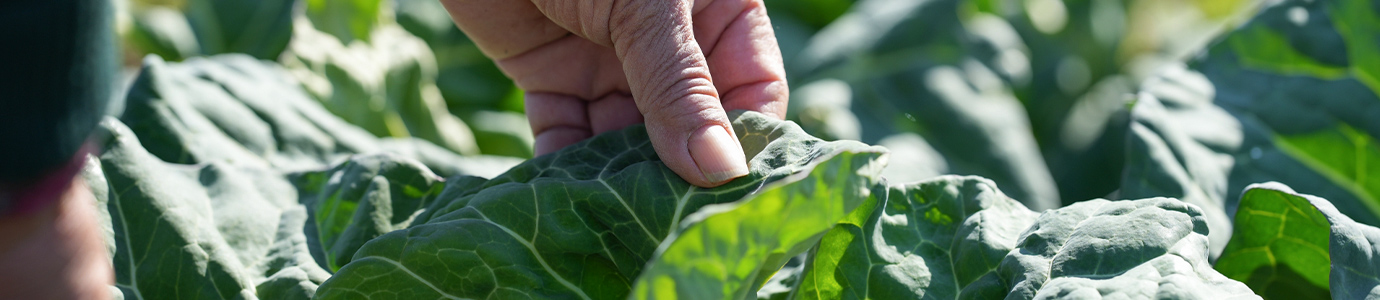 採用情報 | 産地直送で美味しい野菜を全国へ