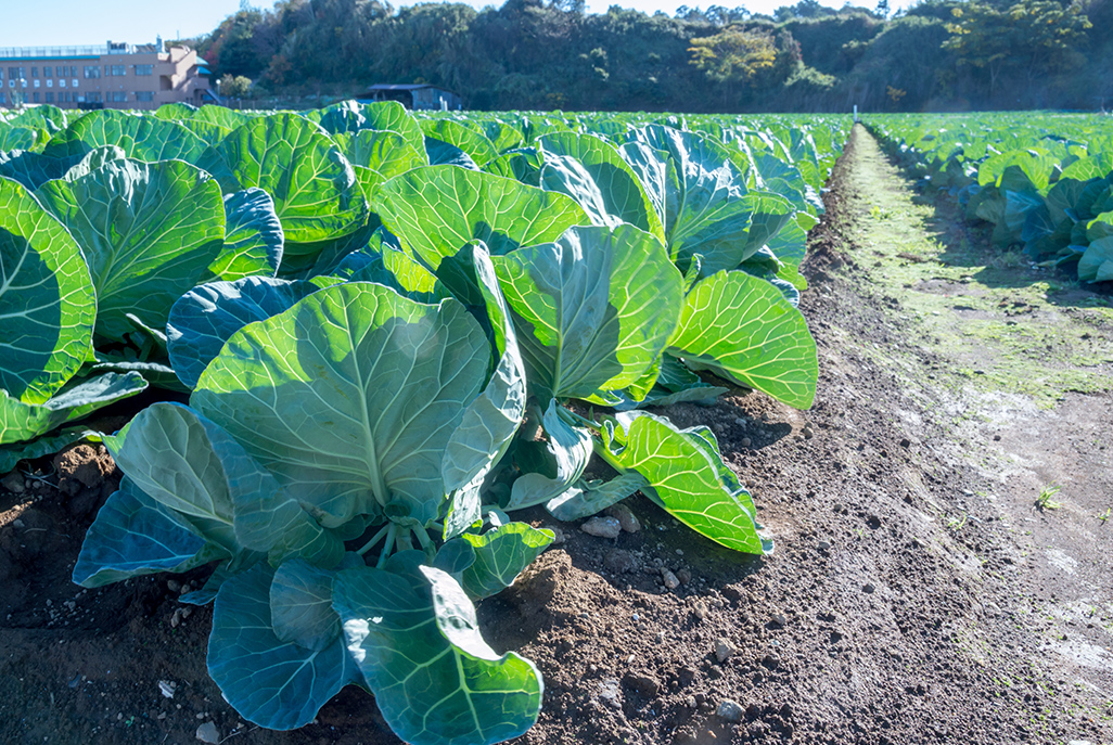 株式会社　小林グリーンファーム|産地直送で美味しい野菜を全国へ